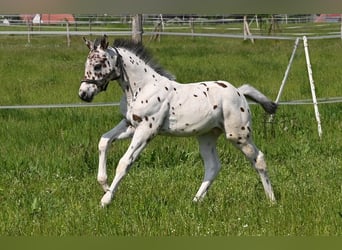 Knabstrupper, Wallach, 3 Jahre, 156 cm, Tigerschecke