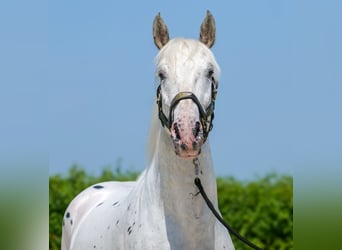 Knabstrupper Mix, Wallach, 3 Jahre, 158 cm, Tigerschecke
