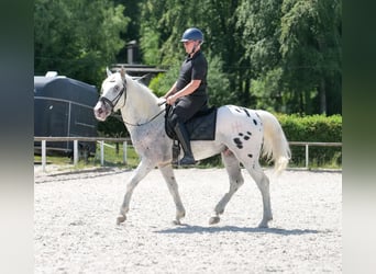 Knabstrupper Mix, Wallach, 3 Jahre, 158 cm, Tigerschecke
