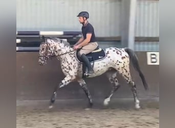 Knabstrupper, Wallach, 3 Jahre, 158 cm, Tigerschecke