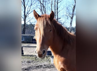 Knabstrupper, Wallach, 3 Jahre, Fuchs