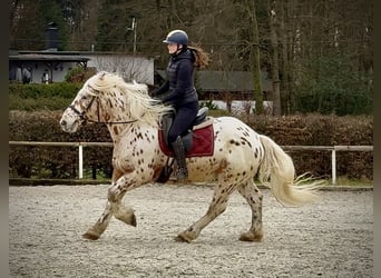 Knabstrupper Mix, Wallach, 4 Jahre, 153 cm, Tigerschecke