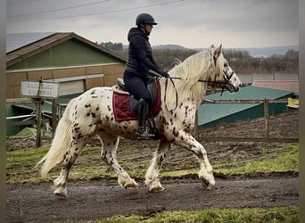 Knabstrupper Mix, Wallach, 4 Jahre, 153 cm, Tigerschecke