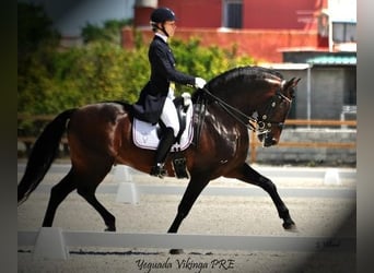 Knabstrupper, Wallach, 4 Jahre, 155 cm