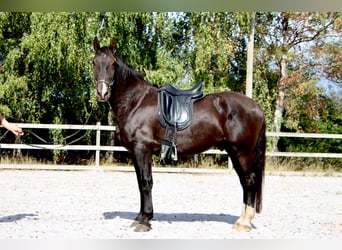 Knabstrupper, Wallach, 4 Jahre, 155 cm