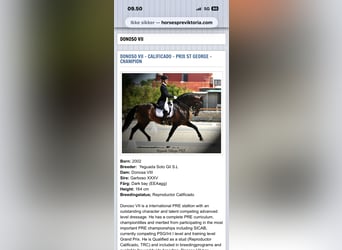Knabstrupper, Wallach, 4 Jahre, 155 cm