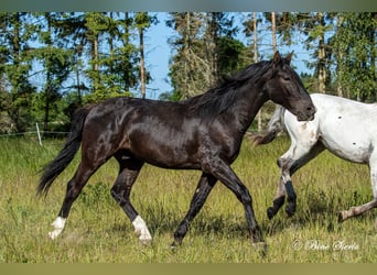 Knabstrupper, Wallach, 4 Jahre, 155 cm