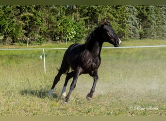 Knabstrupper, Wallach, 4 Jahre, 155 cm