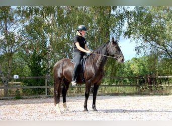 Knabstrupper, Wallach, 4 Jahre, 158 cm
