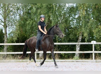 Knabstrupper, Wallach, 4 Jahre, 158 cm
