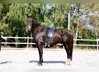 Knabstrupper, Wallach, 4 Jahre, 158 cm, Rappe