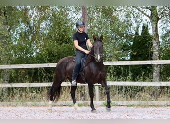 Knabstrupper, Wallach, 4 Jahre, 158 cm, Rappe