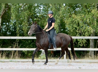 Knabstrupper, Wallach, 4 Jahre, 158 cm, Rappe