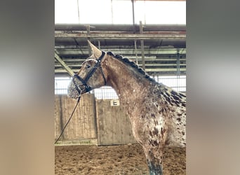 Knabstrupper, Wallach, 4 Jahre, 160 cm, Tigerschecke