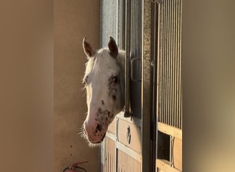 Knabstrupper, Wallach, 4 Jahre, 160 cm, Tigerschecke