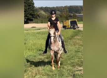 Knabstrupper, Wallach, 4 Jahre, 160 cm, Tigerschecke