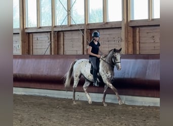 Knabstrupper, Wallach, 4 Jahre, 160 cm, Tigerschecke