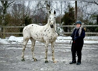 Knabstrupper, Wallach, 4 Jahre, 163 cm, Tigerschecke