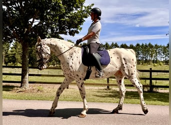 Knabstrupper, Wallach, 4 Jahre, 164 cm, Tigerschecke