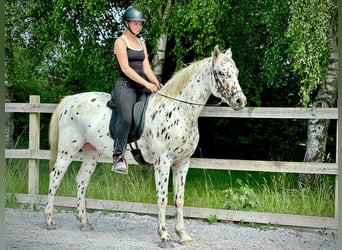 Knabstrupper, Wallach, 4 Jahre, 164 cm, Tigerschecke