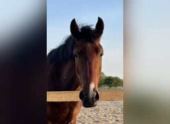 Knabstrupper, Wallach, 4 Jahre, 165 cm, Brauner