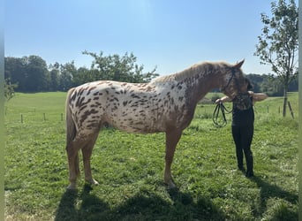 Knabstrupper, Wallach, 4 Jahre, 165 cm, Tigerschecke