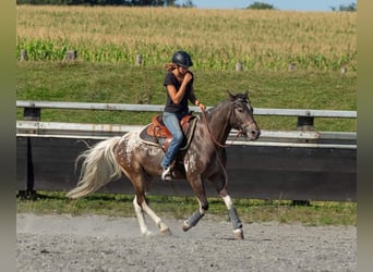 Knabstrupper Mix, Wallach, 5 Jahre, 146 cm