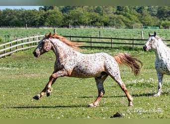 Knabstrupper, Wallach, 5 Jahre, 158 cm, Tigerschecke