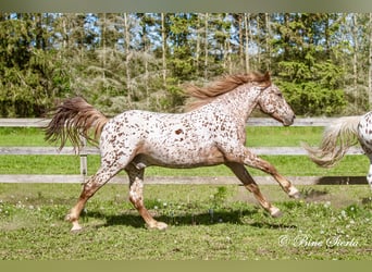 Knabstrupper, Wallach, 5 Jahre, 158 cm, Tigerschecke