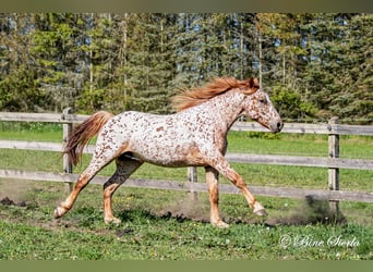 Knabstrupper, Wallach, 5 Jahre, 158 cm, Tigerschecke