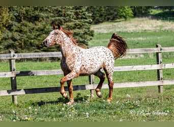 Knabstrupper, Wallach, 5 Jahre, 158 cm, Tigerschecke
