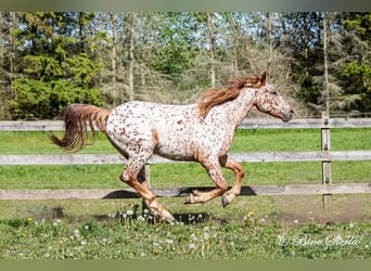 Knabstrupper, Wallach, 5 Jahre, 158 cm, Tigerschecke