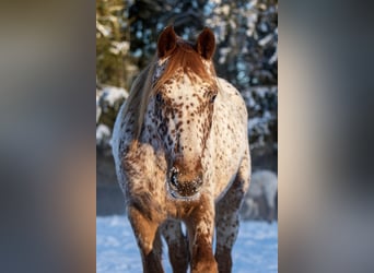 Knabstrupper, Wallach, 5 Jahre, 158 cm, Tigerschecke