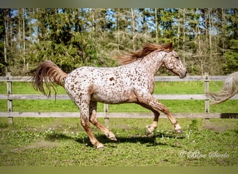 Knabstrupper, Wallach, 5 Jahre, 158 cm, Tigerschecke