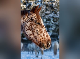 Knabstrupper, Wallach, 6 Jahre, 159 cm, Tigerschecke