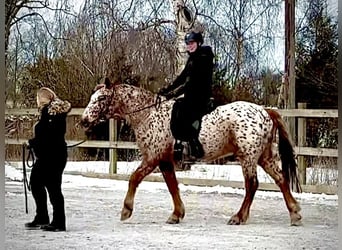Knabstrupper, Wallach, 6 Jahre, 159 cm, Tigerschecke