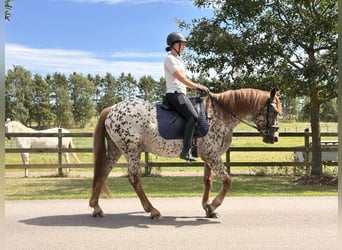 Knabstrupper, Wallach, 6 Jahre, 160 cm, Tigerschecke