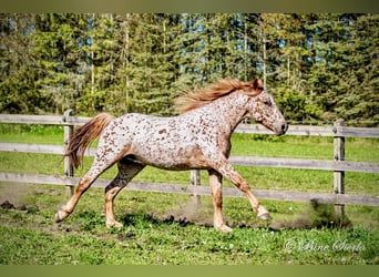 Knabstrupper, Wallach, 6 Jahre, 160 cm, Tigerschecke