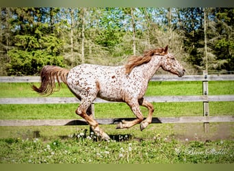 Knabstrupper, Wallach, 6 Jahre, 160 cm, Tigerschecke