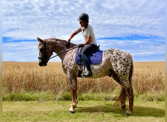 Knabstrupper, Wallach, 6 Jahre, 160 cm, Tigerschecke