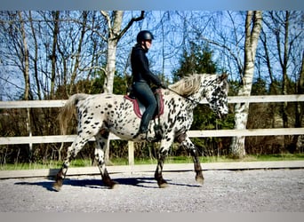 Knabstrupper, Yegua, 15 años, 158 cm, Atigrado/Moteado
