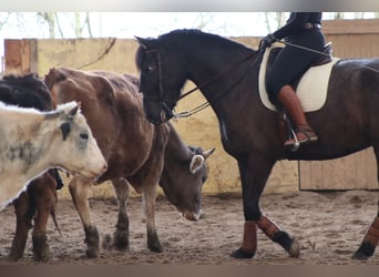Knabstrupper Mestizo, Yegua, 16 años, 163 cm, Morcillo