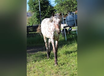 Knabstrupper, Yegua, 1 año, Atigrado/Moteado