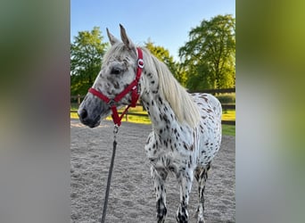 Knabstrupper, Yegua, 3 años, 160 cm, Atigrado/Moteado