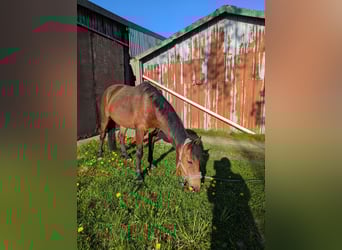 Knabstrupper, Yegua, 4 años, 147 cm, Castaño
