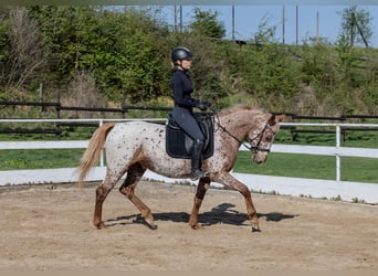 Knabstrupper, Yegua, 4 años, 163 cm
