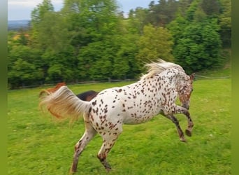 Knabstrupper, Yegua, 4 años, 165 cm, Atigrado/Moteado