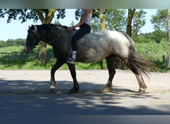 Knabstrupper, Yegua, 5 años, 158 cm, Atigrado/Moteado