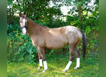 Knabstrupper, Yegua, 6 años, 160 cm, Atigrado/Moteado