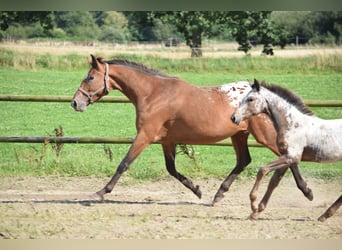 Knabstrupper, Yegua, 6 años, 165 cm, Atigrado/Moteado